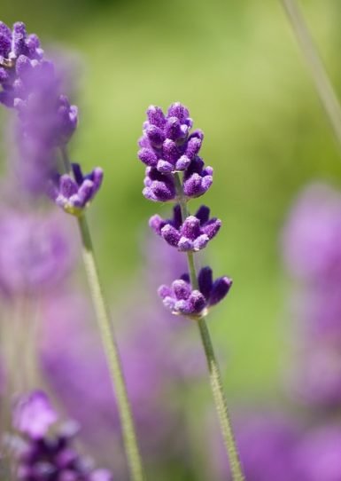 lavender promotes good sleep